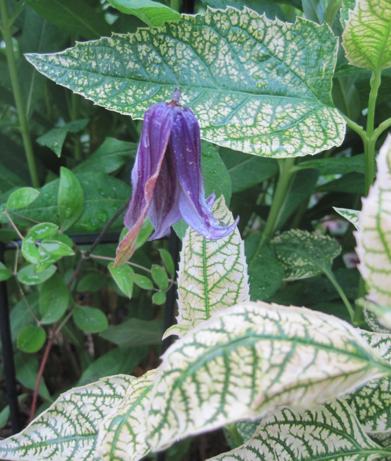 Dear Hortense Do Garden Fairies Really Exist?