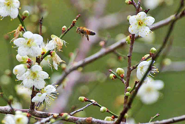 bee, flowers, buds, plum blossoms, branches
