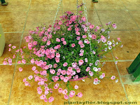 Diascia barberae