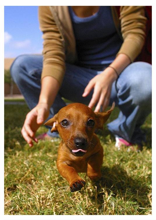 How fast can a Dachshund run? Annie Many