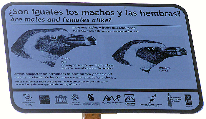 Are males Penguin and Females alike? males Penguin and Females in Peninsula Valdes Patagonia Argentina