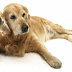 Ποια είναι η αγωγή  για την οστεοαρθρίτιδα  στο σκύλο;...