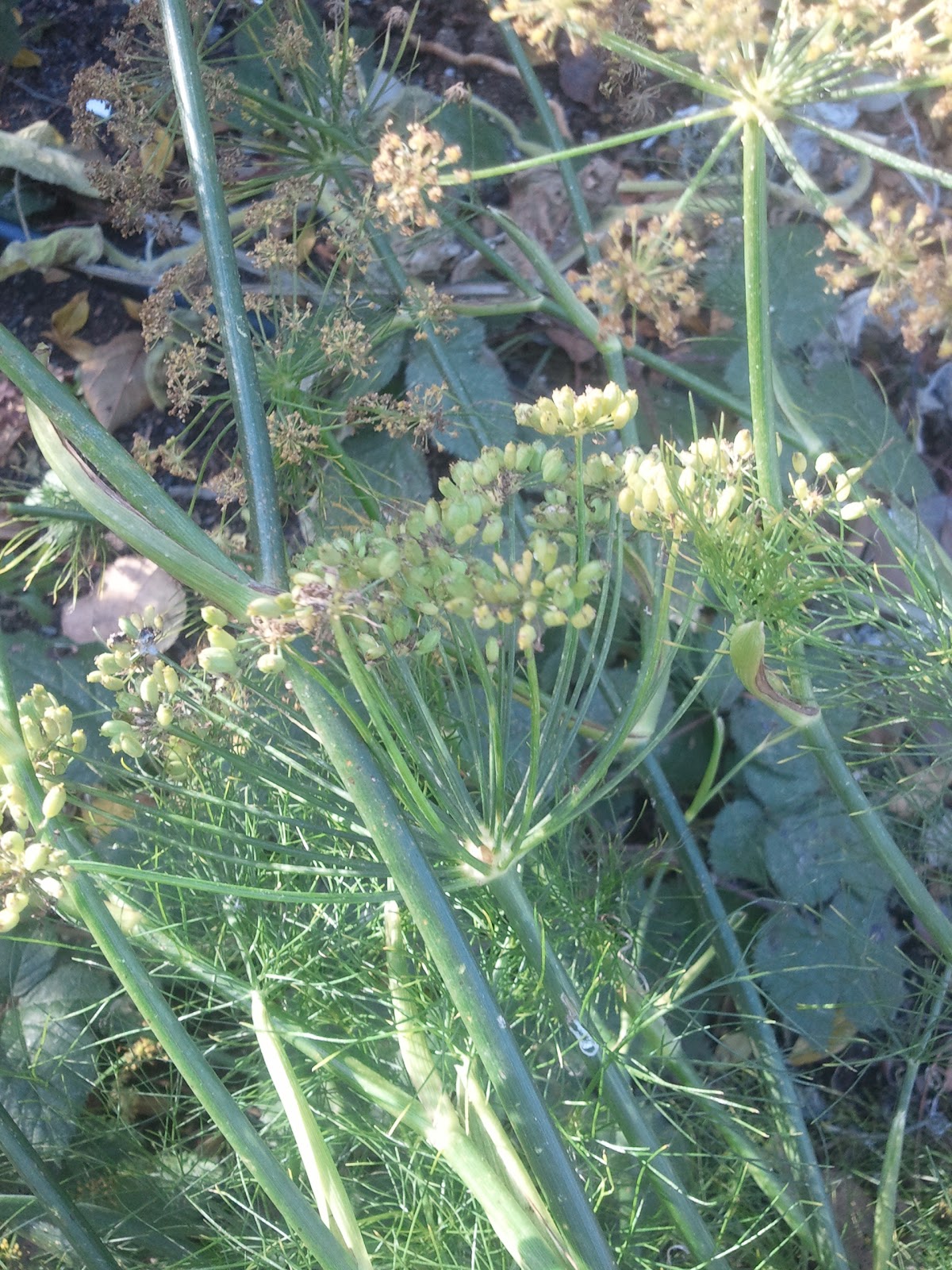 Apt Garden Winter Gardening in California