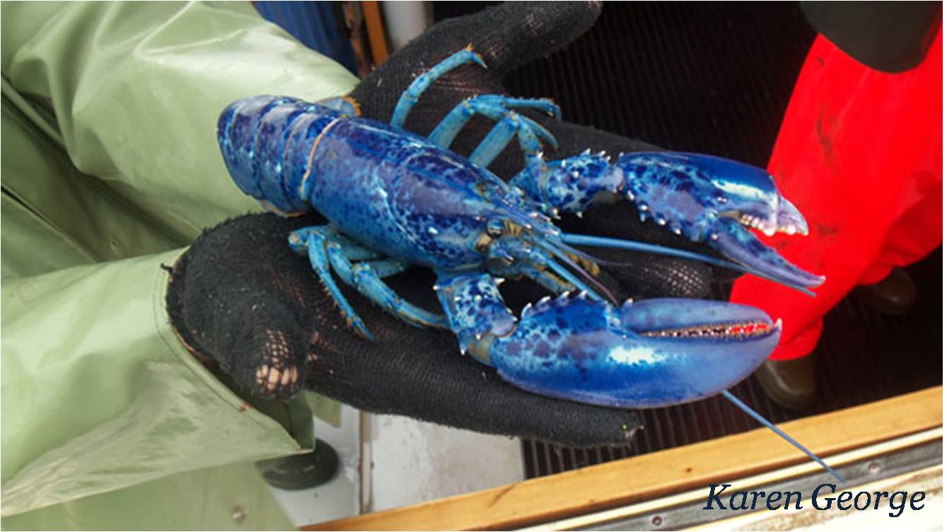 Snow Crab Love It's electric!