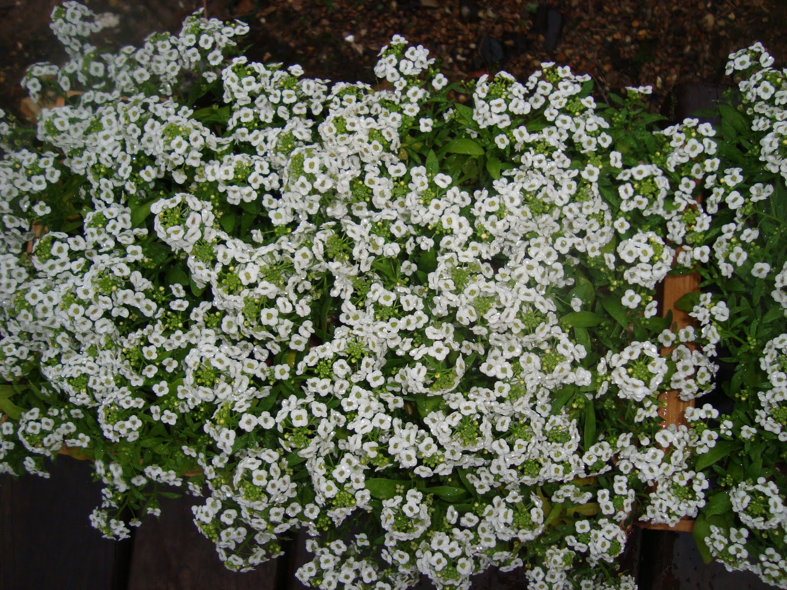 plantas jardim sombra:Os Paisagistas: Forrações de Meia sombra plantas jardim sombra:Os Paisagistas: Forrações de Meia sombra