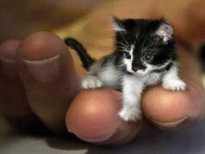 ... diri sebagai kucing terkecil dunia oleh Guiness Wor