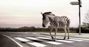 hewan zebra zebra sedang menyeberang jalan