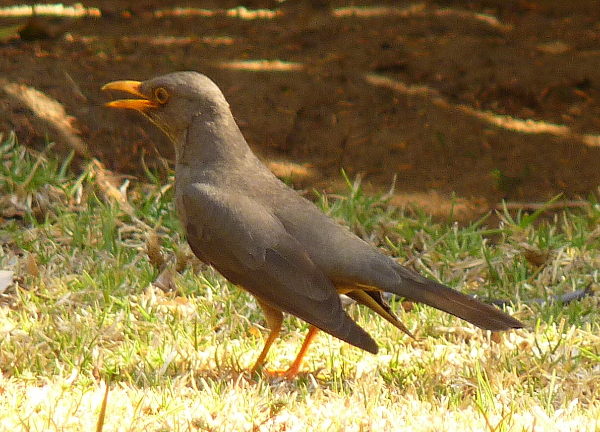 Birding For Pleasure Birds in My Friends' Garden in Johannesburg