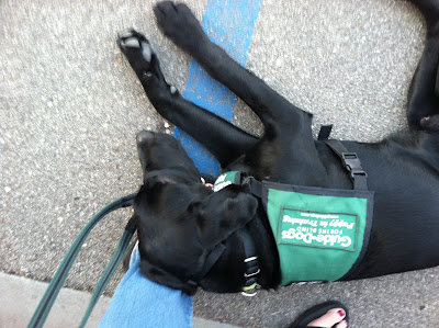 Foley sleeping in a parking spot