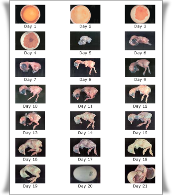 psita+online+ovosc%25C3%25B3pia+%252809%