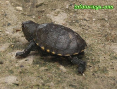 Jalisco mud turtle