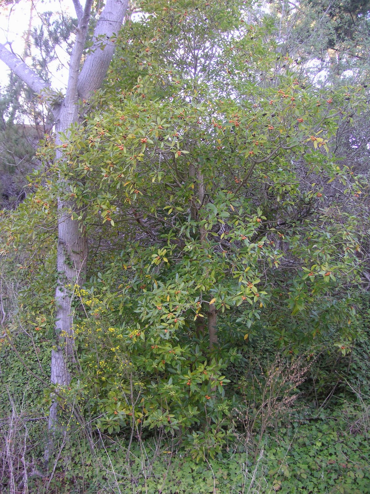 Shrub November 2010