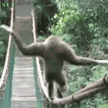 Monkey Walking The Tight Rope