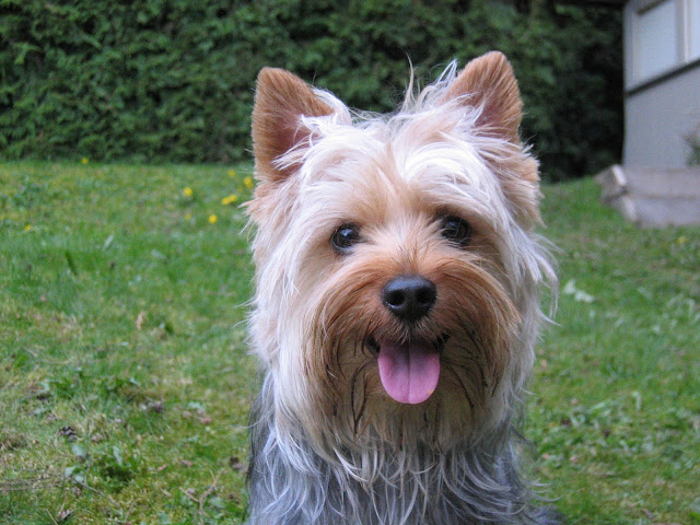 Silky Terrier dog. Silky Terrier dog.