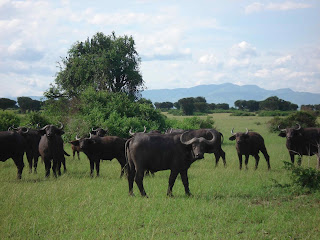 Number of British tourists to Uganda soars