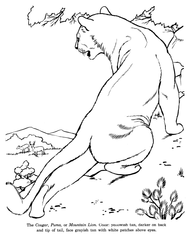Drawings To Color And Print Drawings To Color And Print