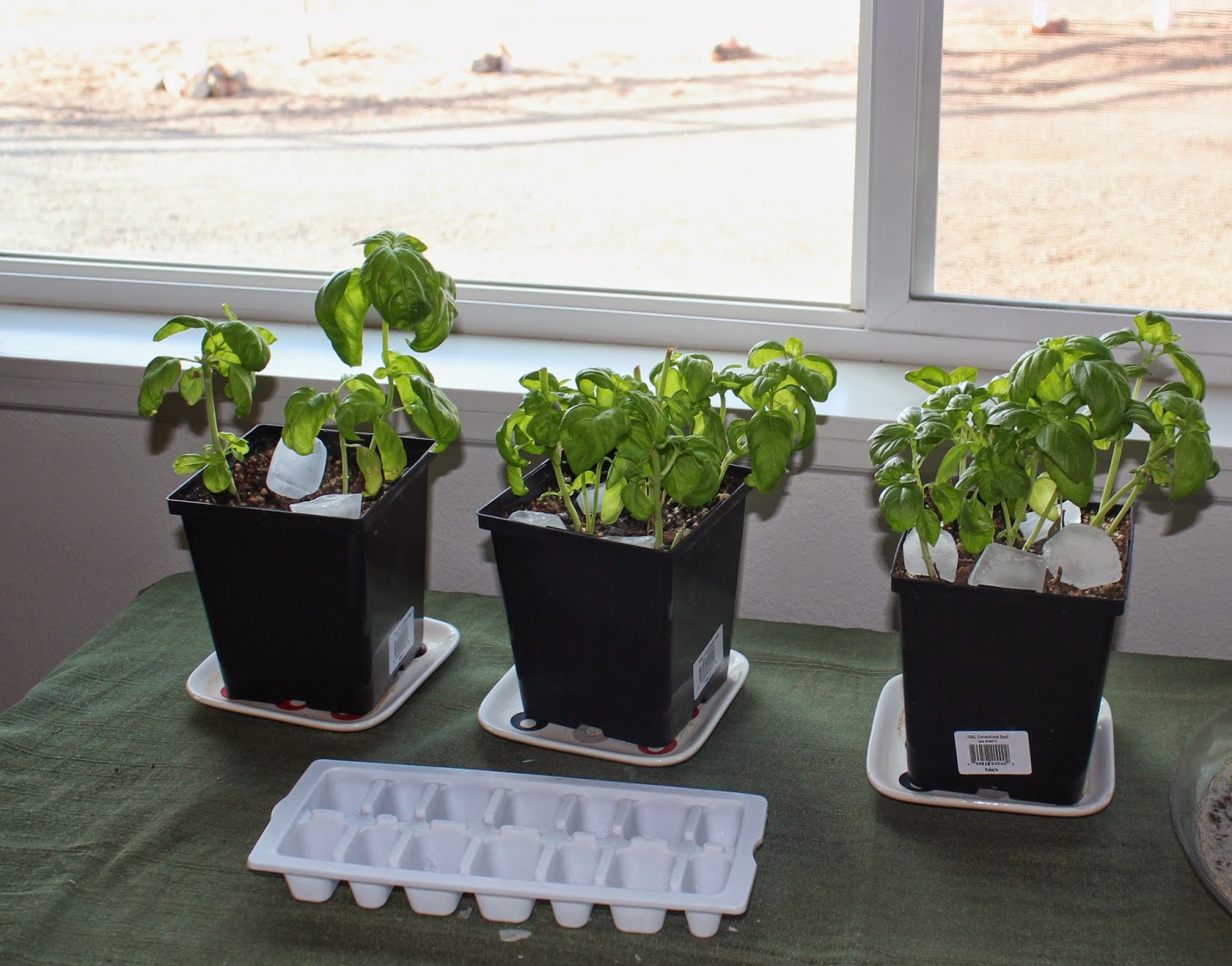 Garden Solutions for the High Desert Watering Edibles with Ice Cubes