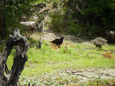 Wild Trukey Florida wildlife