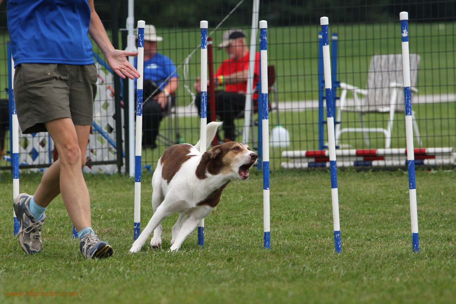 What is agility: the main species and its development 75 What is agility: the main species and its development 3
