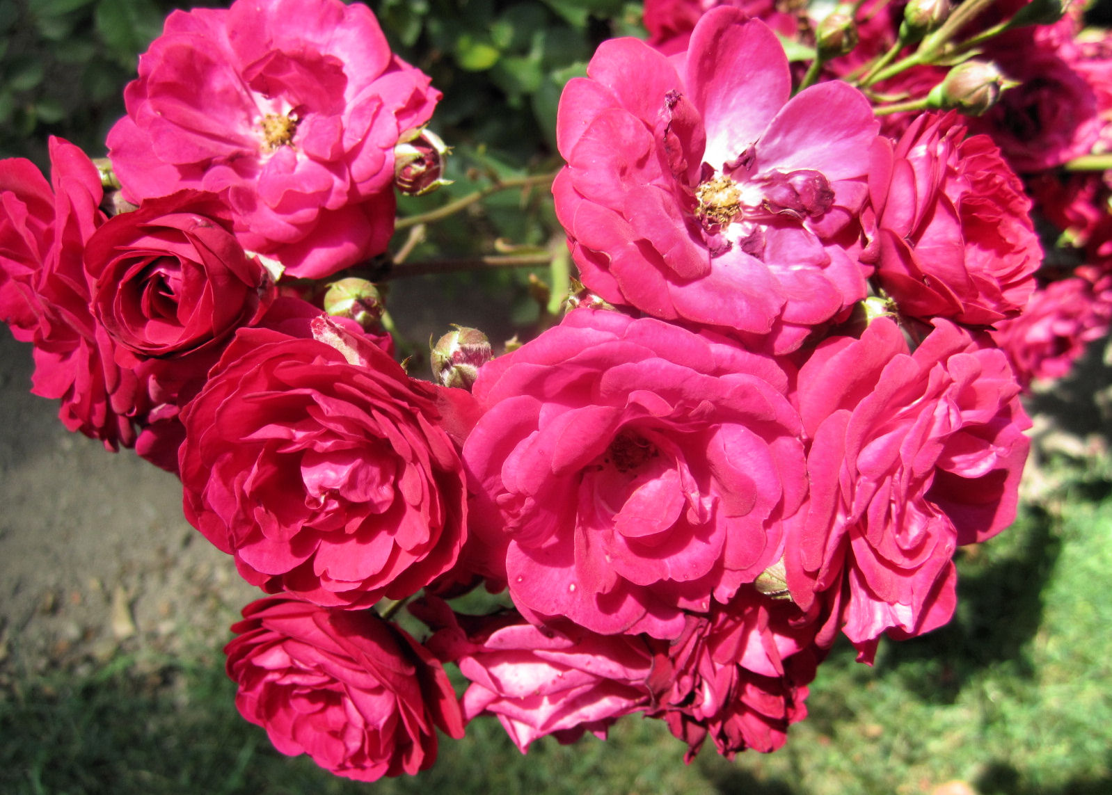 The Size of Connecticut I Have Seen Roses Damask'd, Red and White...