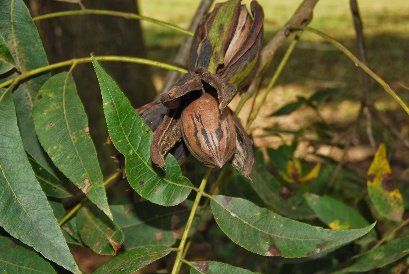 Helen A. Lockey It's Pecan Season In North Florida, Updated