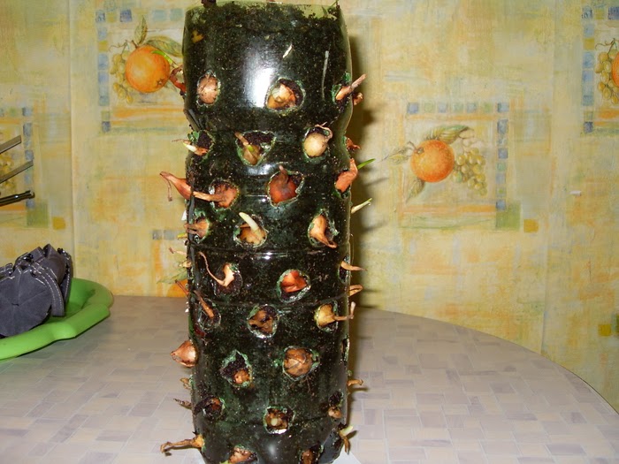 ARTESANATO E RECICLAGEM COMO PLANTAR CEBOLINHAS NA GARRAFA PET Artesanato Ideias Incriveis ~ ARTESANATO E RECICLAGEM COMO PLANTAR CEBOLINHAS NA GARRAFA PET