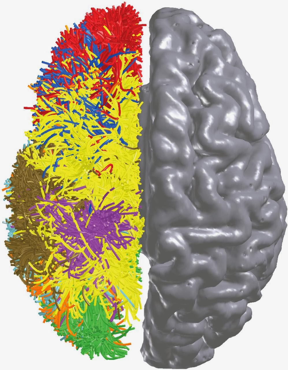 Cerebro,conectoma humano