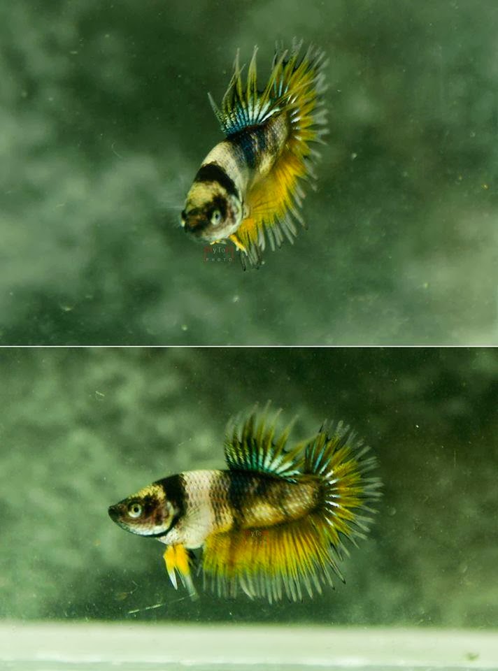 Betta Splendens Les plus belles photos de Bettas Octobre 2013