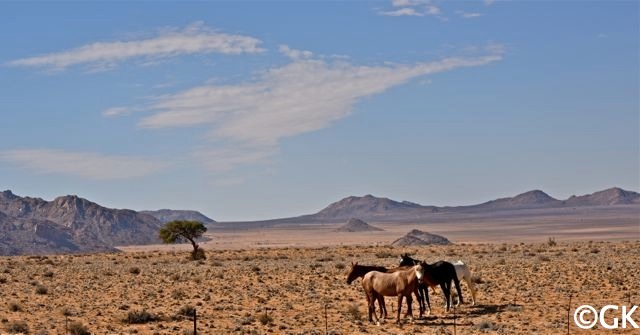Namib-Wildpferde