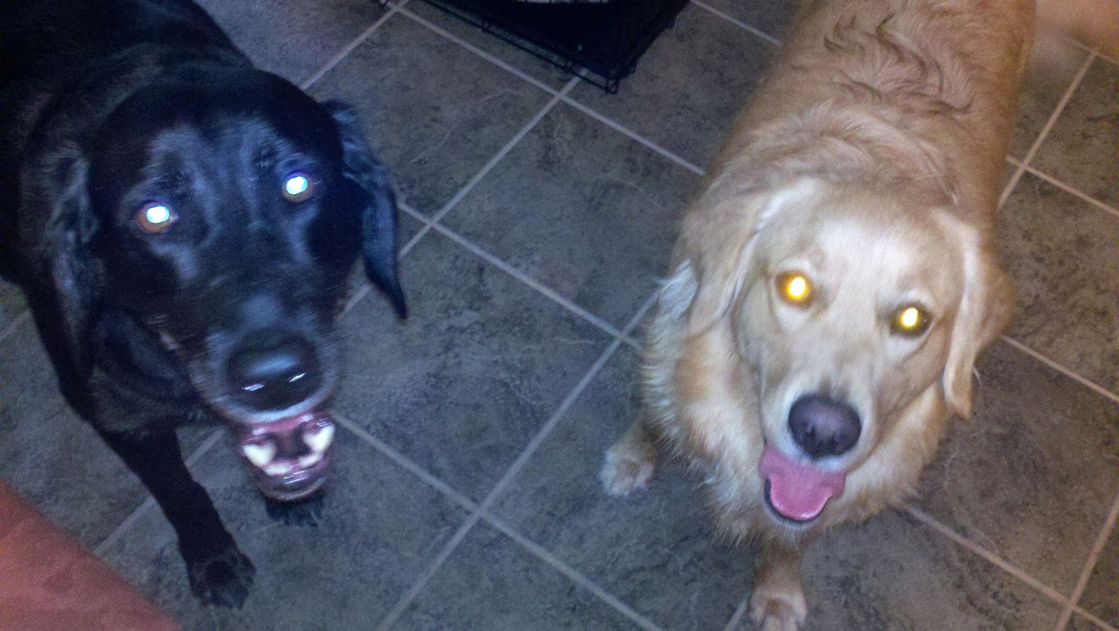 Dog Starving Because Doesnt Like Food Dog Starving Because Doesnt Like Food