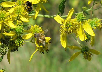 honeybee and carpenter bee
