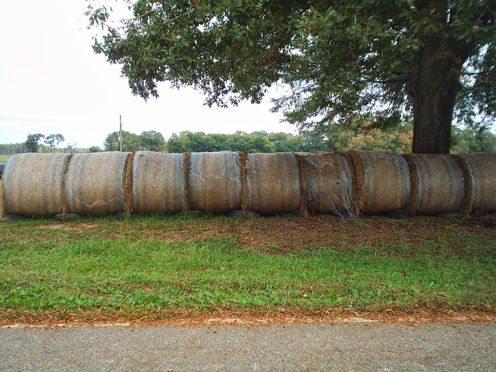 Ancient One's Place Percy Flowers