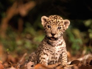 .::El Jaguar::. Jaguar+bebe