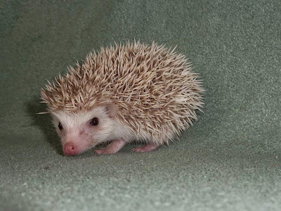 hodowla Igielnik, jeż pigmejski, sprzedam jeże pigmejskie, sprzedaż atelerix albiventris, hodowla Igielnik, jeż pigmejski, sprzedam jeże pigmejskie, sprzedaż atelerix albiventris,