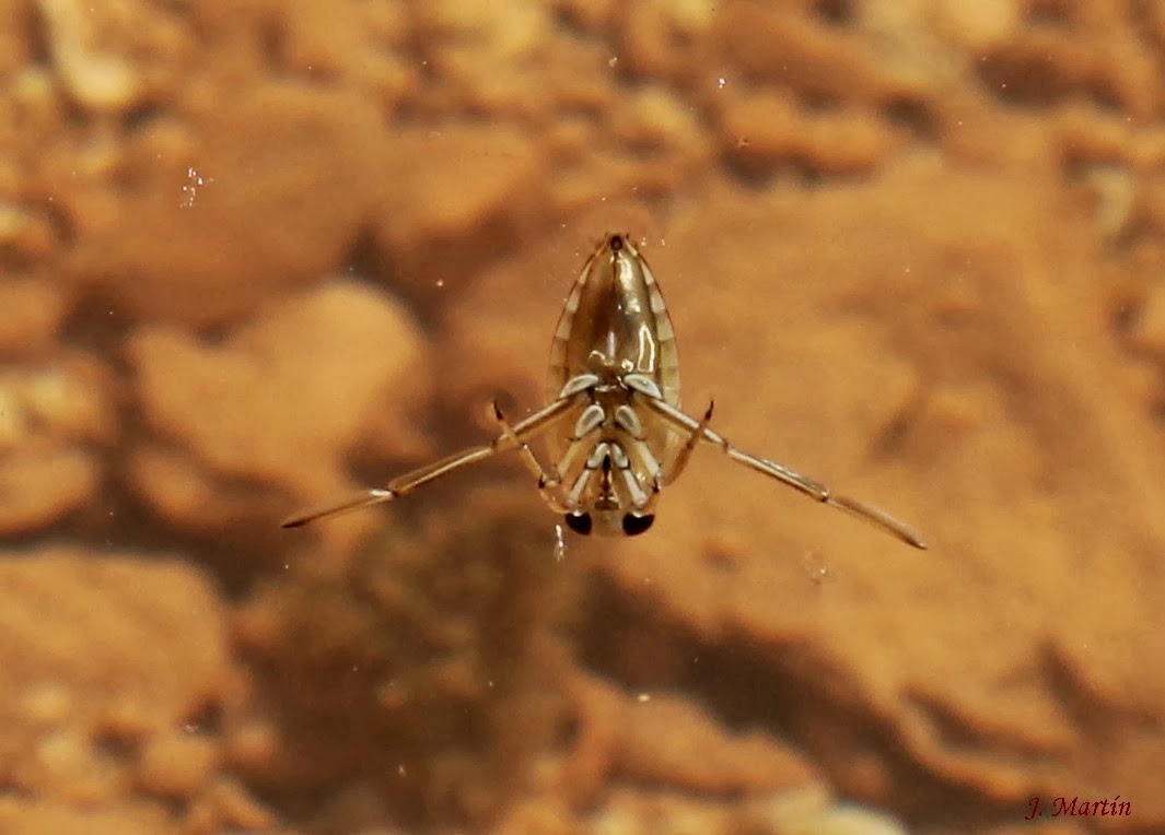 Invertebrados de Ateca. Género NOTONECTA Linneo, 1758