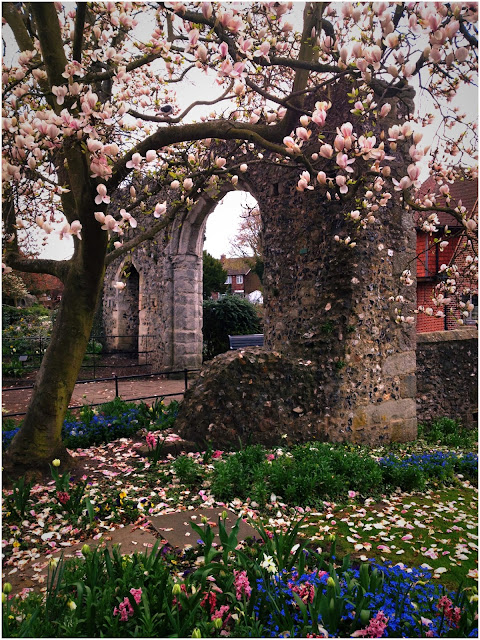 Canterbury in Bloom