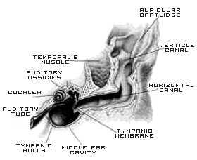 Animal Gallary: Deafness Maltese-dogs Diseases dogs hearing diagram 