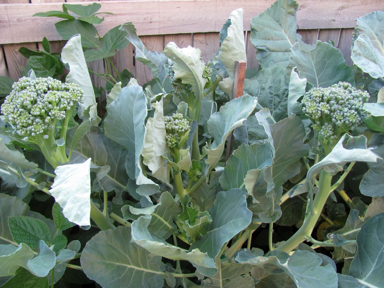 Sweet Domesticity Calabrese Green Sprouting Broccoli