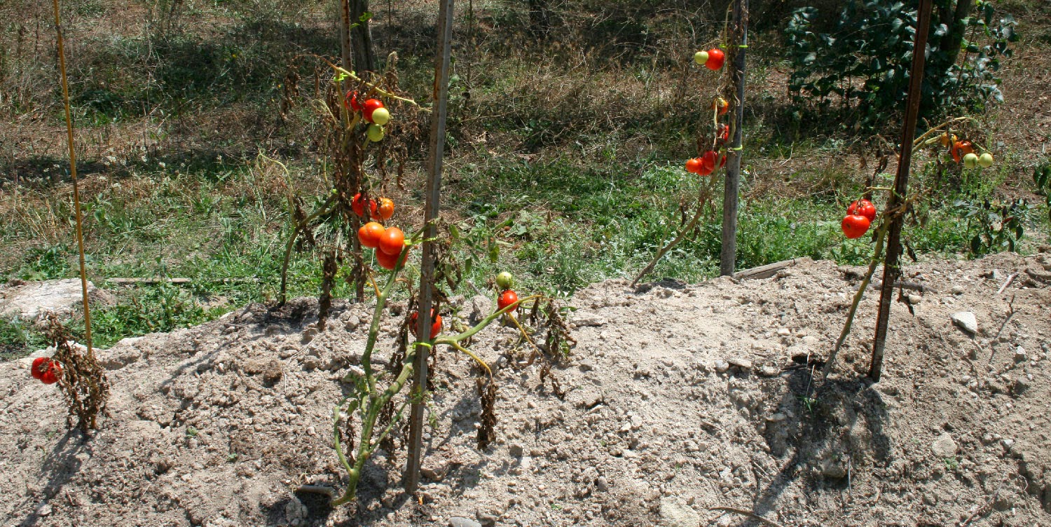My dead tomato plants My dead tomato plants