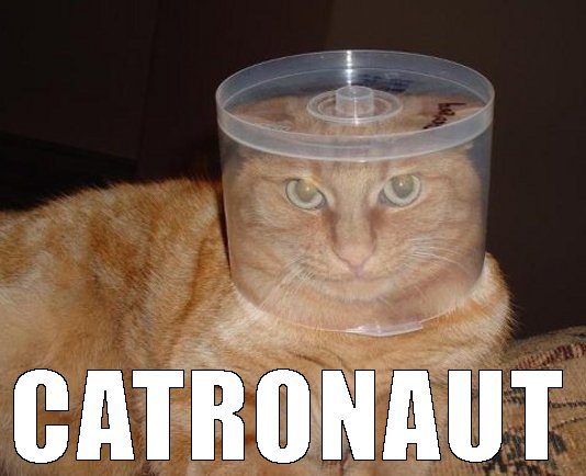 cat with disk case on head