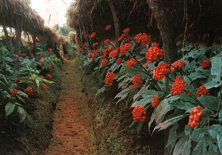 Maria Margareta 홍삼 Korean Red Ginseng