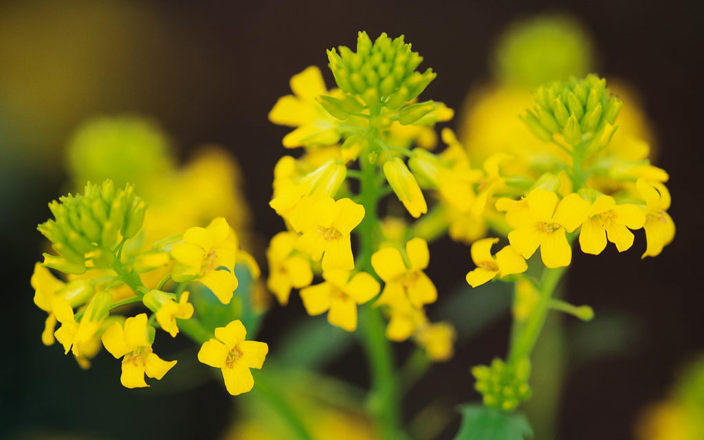 Fresh Flowers HD Desktop images of flowers for desktop. Fresh Flowers HD Desktop