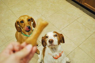 peanut butter dog cookies recipe