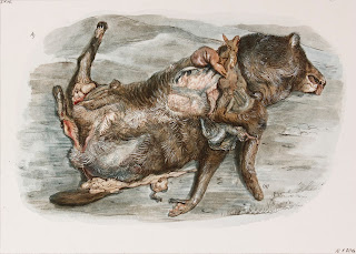 Dead Dog Egg tempera, illustration, Road kill