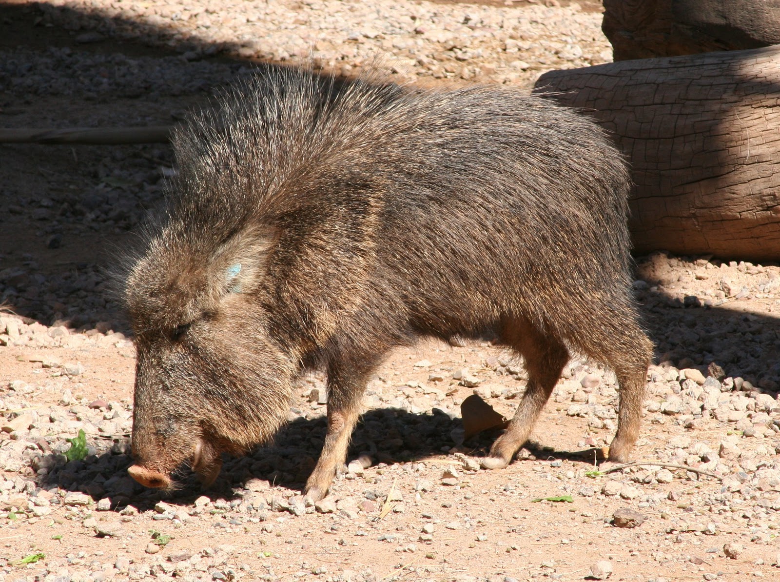 Chacoan Peccary Animal Wildlife