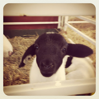 Sheep Sheep