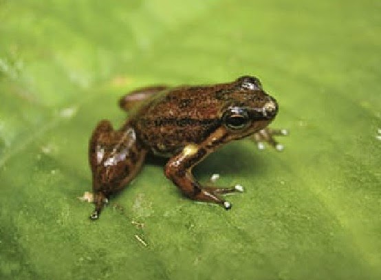 Ectopoglossus lacrimosus