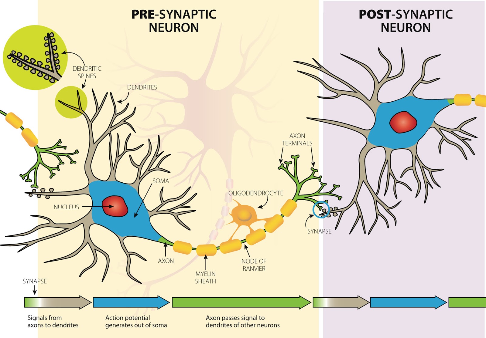 Connection between long-term memory and critical thinking