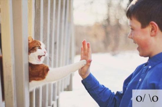 23 Emoticon Lucu Berdasarkan Wajah Kucing 23 Emoticon Lucu Berdasarkan Wajah Kucing
