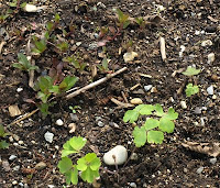 Garden 5-1-11